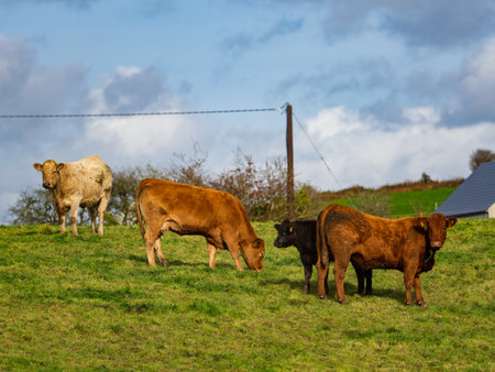 Cattle of various colors, including brown and black, graze on a lush green hillside in West Cork, Ireland. The sky is partly cloudy, with a glimpse of a house.の写真素材