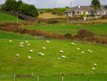 Sheep are resting and eating grass on a bright green hillside in rural West Cork. A house and a horse can be seen on the other side of the field.の写真素材