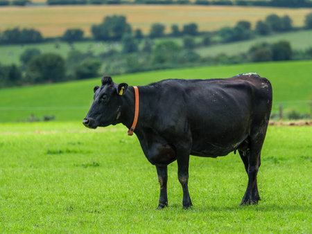 Black cow with red collar grazes in green field of West Cork, Ireland during a sunny afternoon.の写真素材