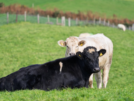 Two cows relax in a field. One black cow lies in the grass while a white cow stands behind it. Both appear content in the rural West Cork landscape.の写真素材