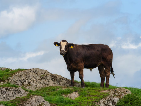 Brown bull grazes on a rocky hillside overlooking the landscape of West Cork, Ireland.の写真素材