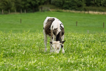 Cow grazing in a lush green meadow on farmland in scenic West Cork, Ireland, with a forest backdrop.
