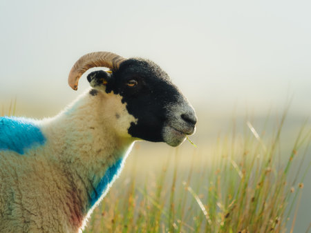 Close-up of a ram with textured horns eating grass. Blue paint marks its white wool.の写真素材