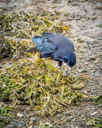 A black crow with iridescent blue feathers searches through a pile of seaweed for food. It is low tide on the beach, with rocks and sand surrounding the seaweed.の写真素材