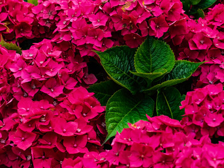 Close-up of vibrant red hydrangea flowers with green leaves at the center.