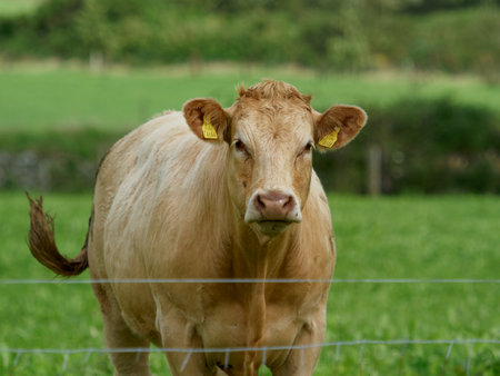 Cow standing in a grassy field along a wire fence in West Cork, Ireland looking at the camera.の写真素材