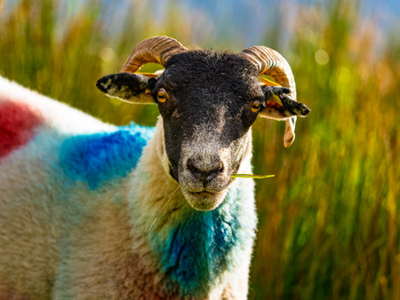 Rural scene featuring a sheep with distinctive blue spray marks on its fluffy fleece.