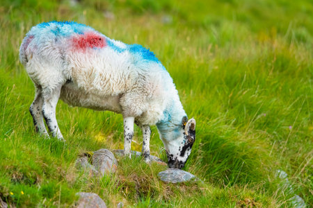 Ram with black face and markings stands on green hillside in rural landscape.の写真素材