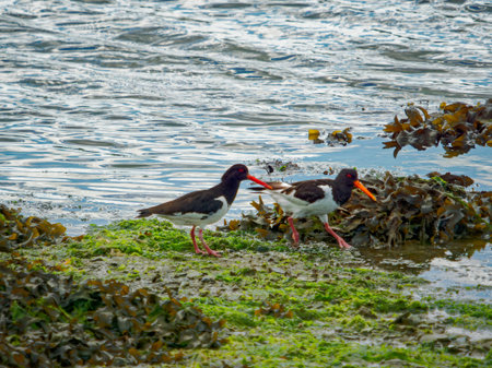 Two Eurasian Oystercatchers are searching for food on a shore covered with seaweed and algae. They are near the water's edge on a cloudy day.の写真素材