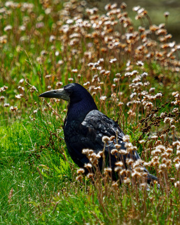 Bathed in warm, natural sunlight, the image presents a wildlife portrait of a robust avian subject...
