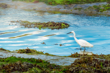A white Little Egret stands in shallow, blue water. The scene includes a muddy bank covered in green...