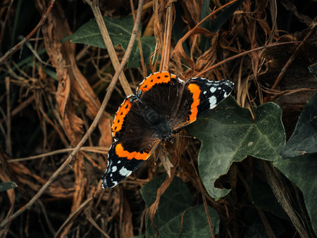 A beautiful Vanessa atalanta butterfly with orange and white markings sits with open wings. It perches on dry brown stems with green ivy leaves surrounding it.の写真素材