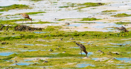 Several birds with long beaks are foraging for food in a marshy area. Green plants cover the ground, and water is visible throughout the area during daylight.の写真素材