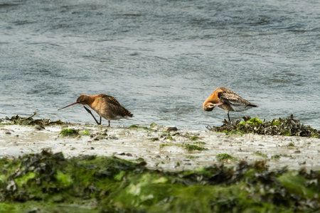 Two Godwit birds are seen on a tidal shore. One bird scratches its head with its leg, while the other preens its feathers with its beak near the water.の写真素材