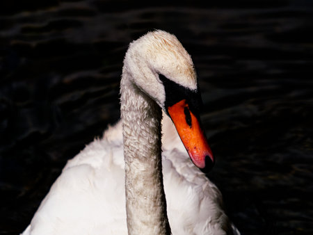 A close-up shows a Mute Swan gracefully swimming. The swan's white feathers contrast with its orange beak and the dark water behind it.の写真素材