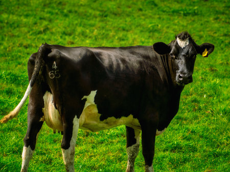 A dairy cow with black and white markings stands in a field of bright green grass. The animal is tagged and marked with the number 465. It is looking directly towards the camera.の写真素材