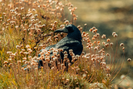 The corvid is captured in a natural setting, featuring a close-up perspective that emphasizes its rough black plumage and sharp beak, contrasting with the soft, out-of-focus background textures.の写真素材