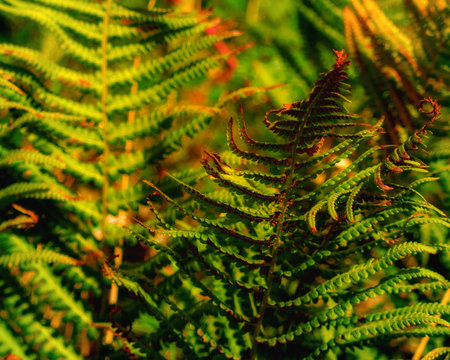 Closeup of green fern fronds growing in the garden during daytime in summer, displaying intricate...