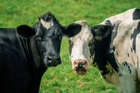 Two curious black and white cows stand close together in a grassy field. One is solid black, and the other has black and white spots. They both appear to be staring at something.の写真素材