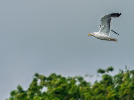 A white and gray seagull soars through the air, its wings spread wide. Green trees are visible below, contrasting with the overcast sky above on a cloudy day.の写真素材