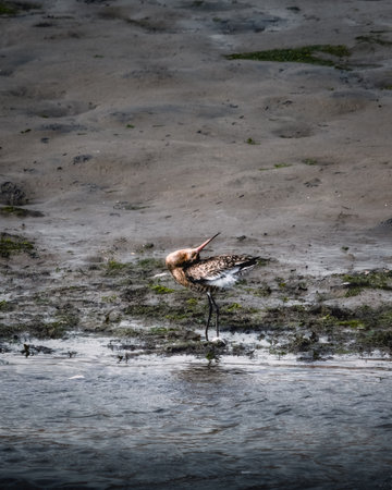 A Godwit stands in a muddy estuary, preening its feathers in shallow water. The bird's head is tilted back to reach its feathers, creating a unique pose.の写真素材