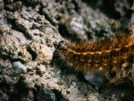 A fuzzy, brown caterpillar with black head crawls across uneven, rocky terrain. It appears to be searching for food or a new place to rest in nature.の写真素材