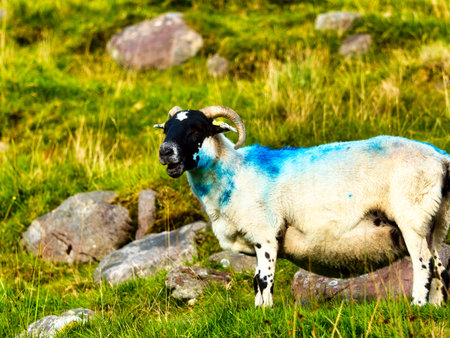 The ram has a black face, horns, and black spots on its legs. Rocks are scattered around the green hillside.の写真素材
