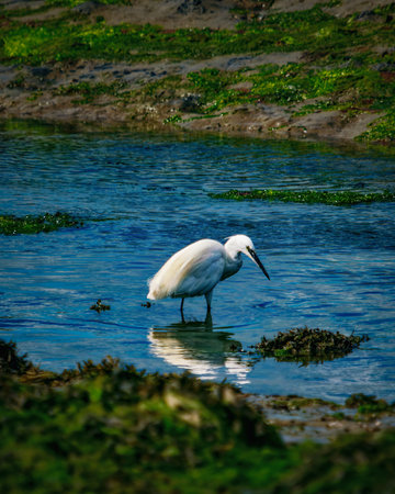 A white little egret stands in the shallow water, probably looking for food. The muddy shoreline shows signs of plant growth. The bird is the main focus of the shot.の写真素材