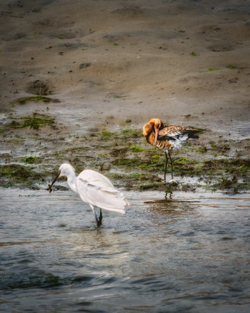 A white egret wades in shallow water, holding its catch. A brown bird stands nearby on a shoreline, seemingly grooming its feathers. Both are enjoying the coastal habitat.の写真素材