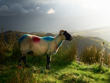 A sheep with horns stands on a green hillside, marked with red and blue dye, with a cloudy sky and rolling hills in the distance.の写真素材
