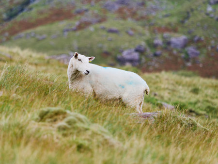 White sheep stands alert on a green grassy hillside during the daytime.の写真素材