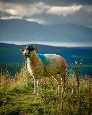 The sheep looks out over a misty landscape.の写真素材