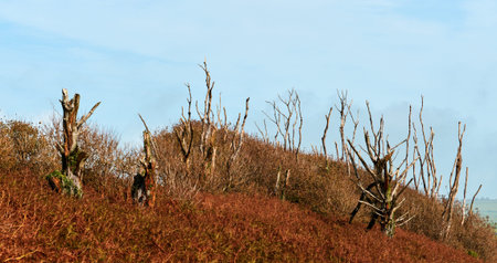 Dried reddish bracken and bare brown bushes cover a steep hillside under a clear blue sky.
