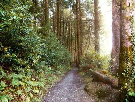 Forest path winding through tall trees with bright sun illuminating the green foliage in a peaceful...