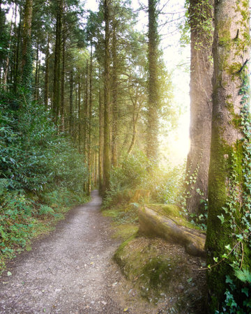 A narrow dirt path leads into a dense forest, lined by towering green trees and lush undergrowth....