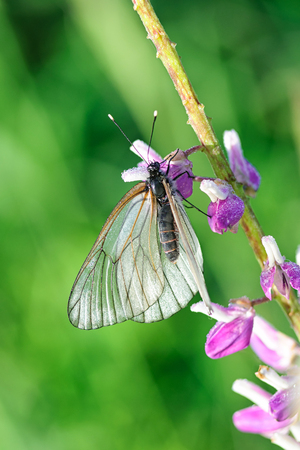 White butterfly sitting on a branch on a background of grassの写真素材