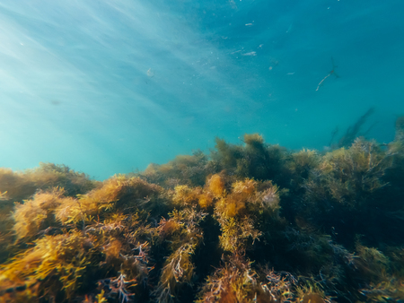 underwater world with seaweed and the clear blue waterの写真素材