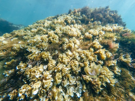 marine sponges and algae, the polyps on attale of seaの写真素材