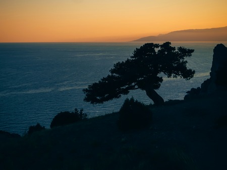 landscape with silhouette of pine trees on edge of a mountain overlooking the seaの写真素材