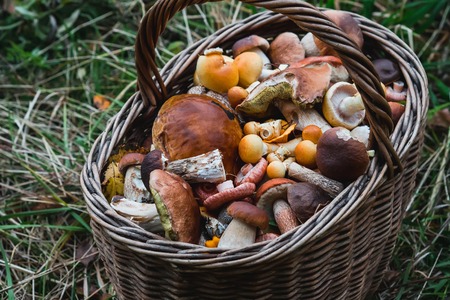 basket of edible mushrooms in the forestの写真素材