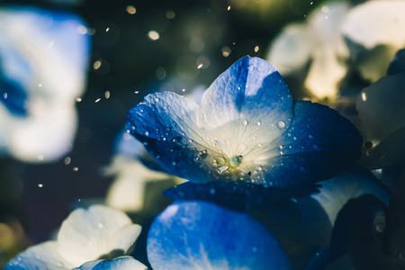 Beautiful blue yellow hydrangea flowers with dew dropsの写真素材