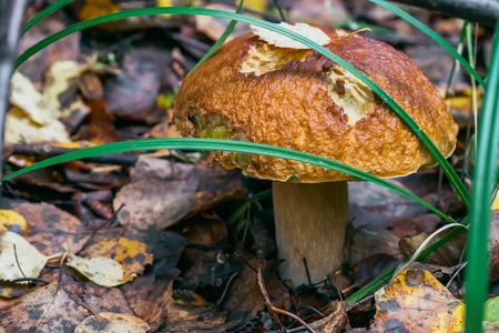 porcini autumn in the forest. Mushroom in foliage close upの写真素材