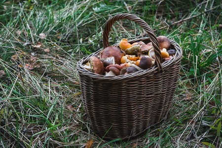 basket of edible mushrooms in the forest in autumnの写真素材