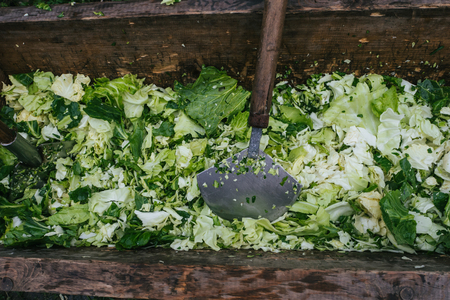 fresh cabbage for cooking traditional Russian cabbage soupの写真素材
