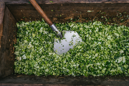 fresh cabbage for cooking traditional Russian cabbage soupの写真素材