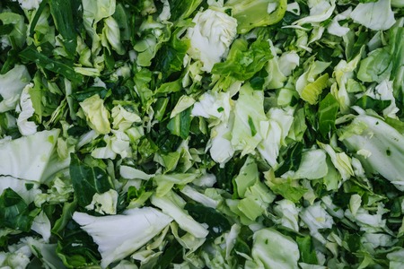 chopped fresh green cabbage for cooking traditional Russian cabbage soup close-upの写真素材