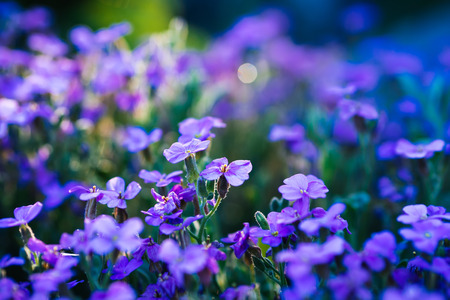 aubrieta blooming blue-violet flowers in spring gardenの写真素材