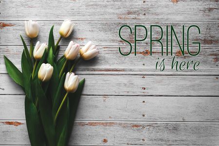 greeting card with the inscription Spring is here. Bouquet of white Tulip flowers on a wooden backgroundの写真素材