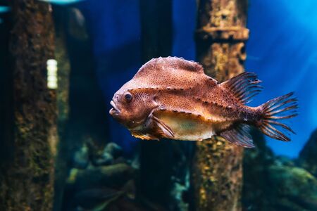 Lumpfish cyclopterus lumpus fish swim under blue water in an aquarium