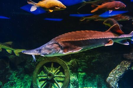 large Beluga fish swims under water in an aquarium